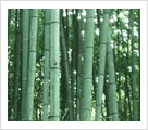 bamboo